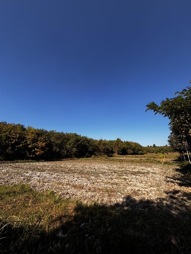 ที่ดินสวนเกษตร โฉนดครุฑแดงขนาด 11 ไร่  2 งาน 56 ตารางวา พร้อมโอน เจ้าของขายเอง 3