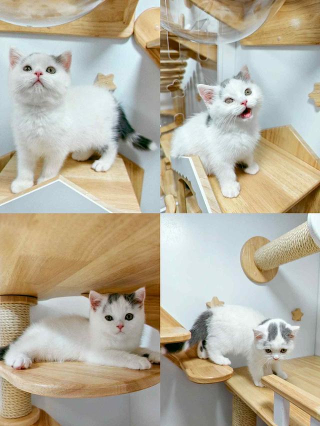 แมวบริติชช๊อตแฮร่
