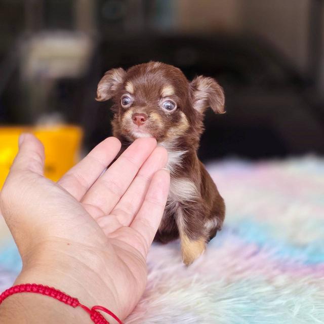 ชิวาวาแท้ขนยาว สีช็อค เพศผู้ 8