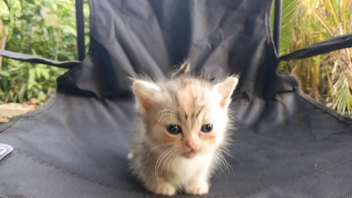 น้องแมวมัชกิ้นเพศเมีย