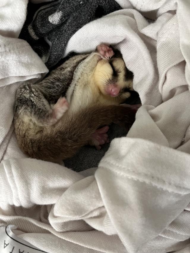 ส่งต่อ น้องชูก้าร์ ไรเดอร์ รูปย่อยที่ 3