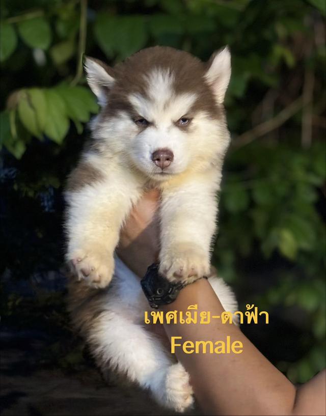 ลูกสุนัขไซบีเรียนฮัสกี้