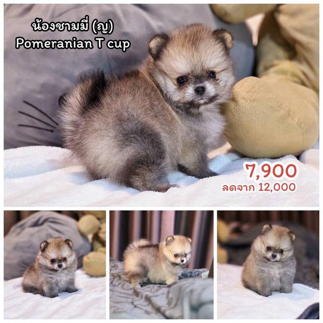 ปอมเมอเรเนียนแท้ ทีคัพ สีส้ม เมีย