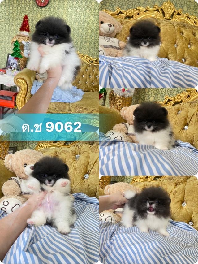 ลูกปอมแท้ น่ารัก ขนฟูแน่น อ้วนกลมหมี มีบริการจัดส่งถึงบ้าน 6