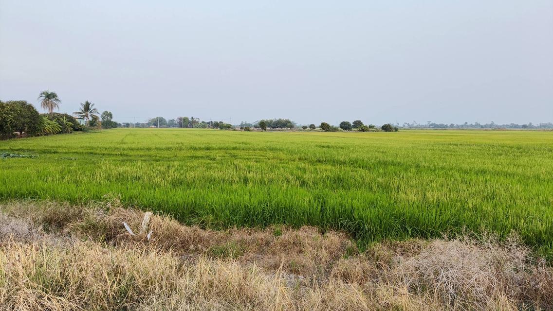 ขายที่ดินบางเตย 7 ไร่ ติดถนนเส้นสี่เลน3481 ใกล้ตลาดบ้านสร้าง-5กม. อ.บ้านสร้าง จ.ปราจีนบุรี 5