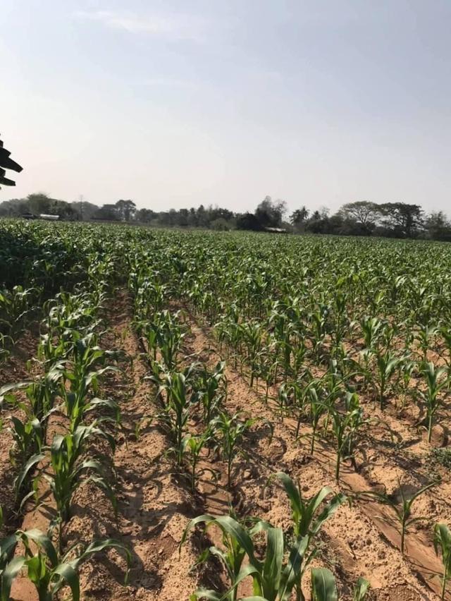 ขายที่ดินแม่ริม เชียงใหม่ 1