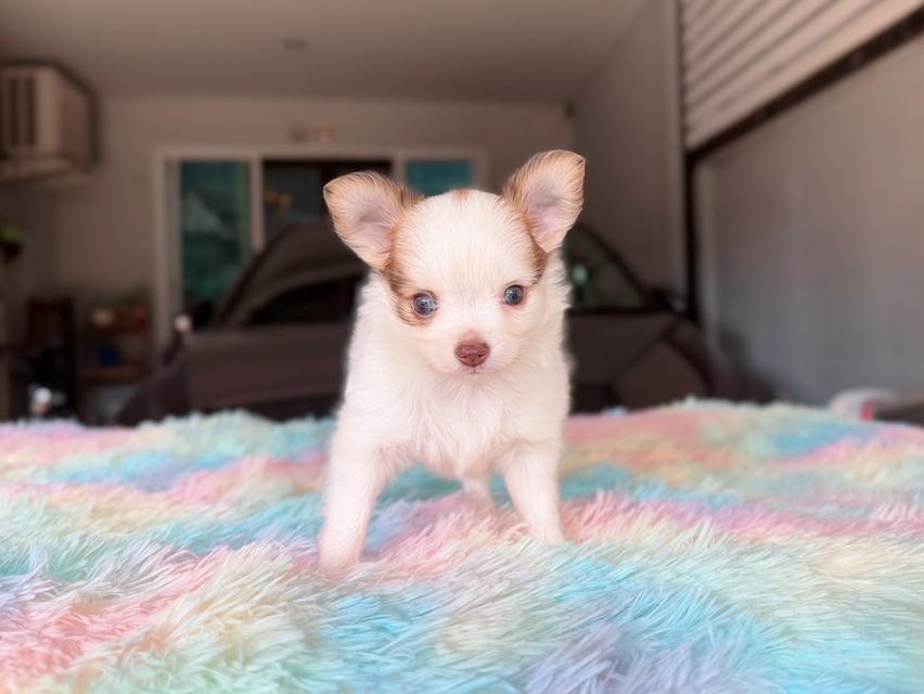 ชิวาวาผสมปอม เพศผู้ พิกัดรามอินทรา