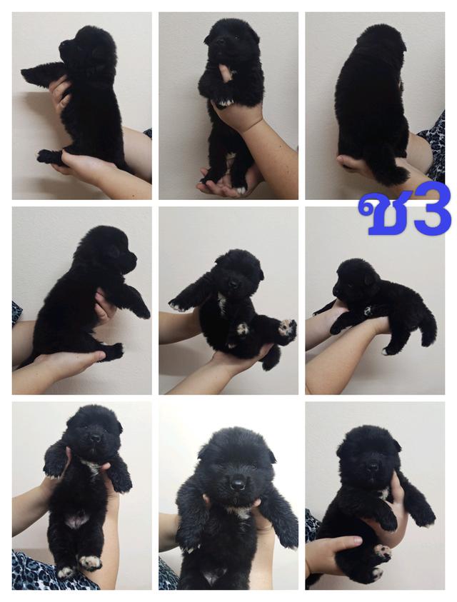 ลูกสุนัขอเมริกันอาคิตะ เกิด 7/7/2025 3