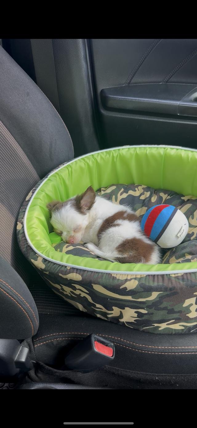 Chihuahua Puppy Boy Cute รูปที่ 3