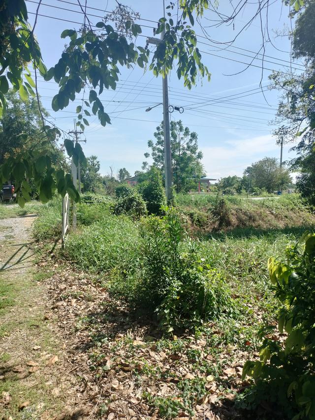 ที่ดิน 26 ไร่ ใกล้วัดหนองสังข์ทอง ติดถนน 2 ด้าน สามชุก 3