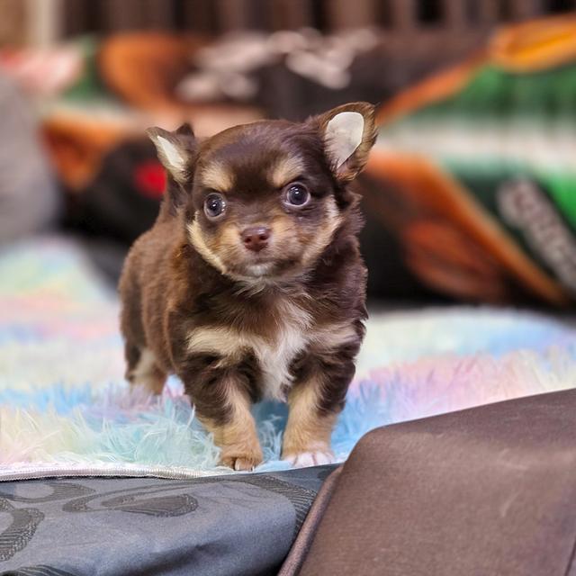 Chihuahuaขนยาวสีช็อค 2