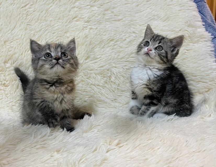 แมวสก๊อตติช   🥰😁😁❌❌❌❌ 14