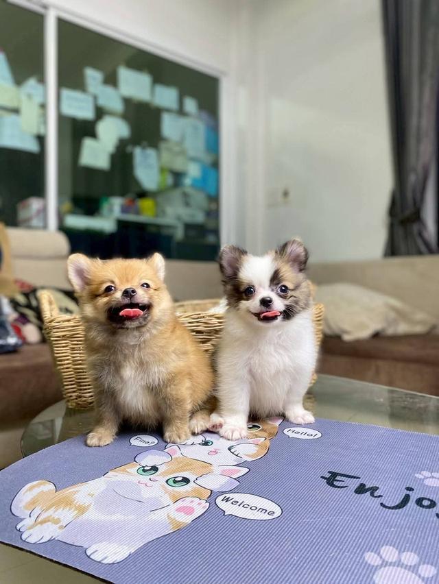 ปอมชิ เพศชาย ไซส์เล็ก น่ารักมาก