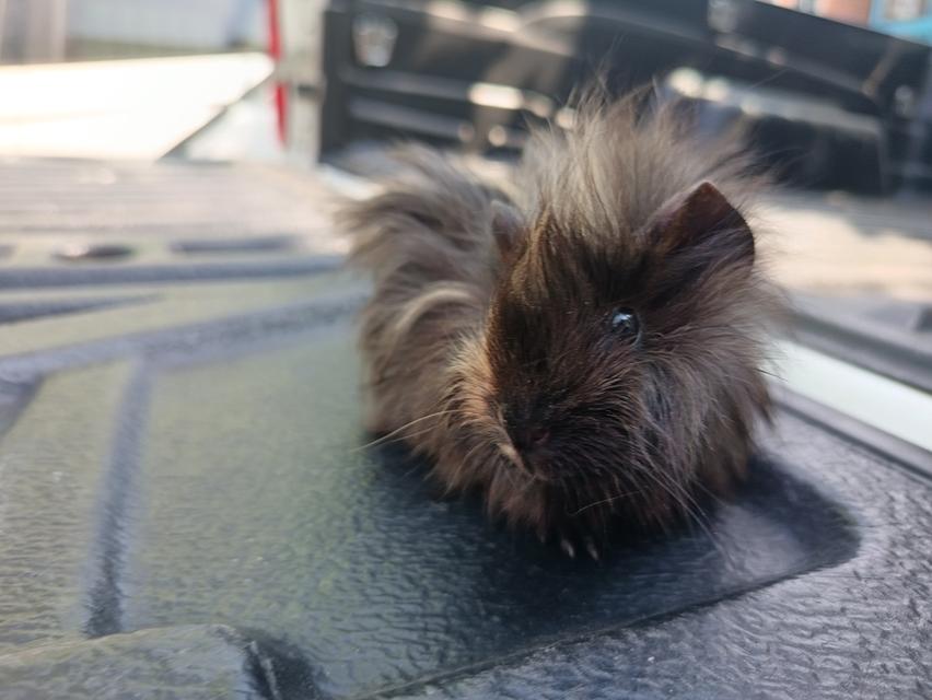 แกส​บี้​สายพันธุ์​ขวัญ​