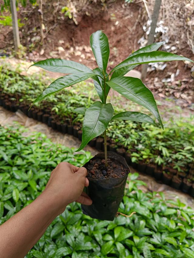 ต้นเซียนท้อ (2 ต้น )