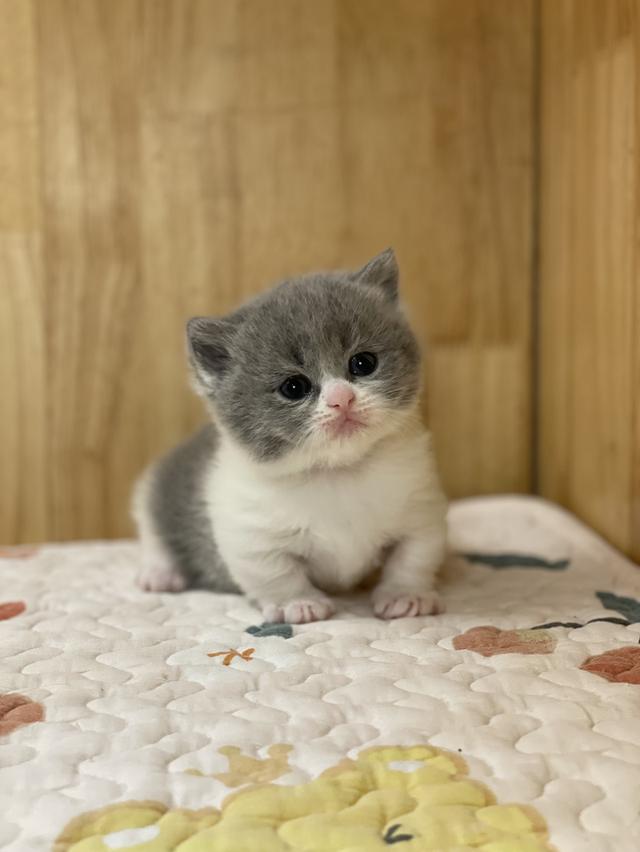 ลูกแมวมันช์กิ้น ขาสั้น รูปที่ 7