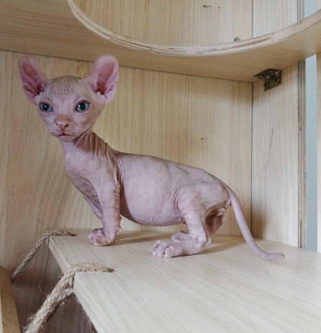 30.แมวดเวล/เพศผู้ หาบ้าน Dwelf Cat/Male looking for a new home