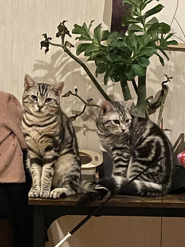 American shorthair 3