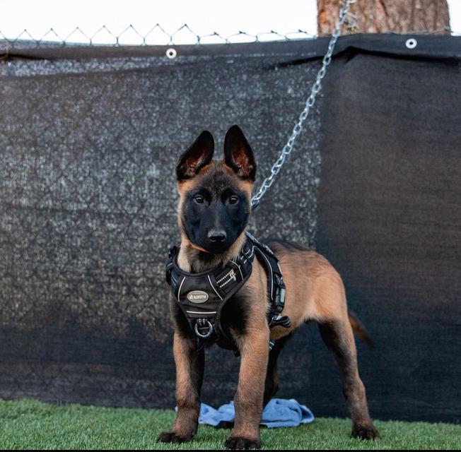 Trained Belgian malinois puppies
