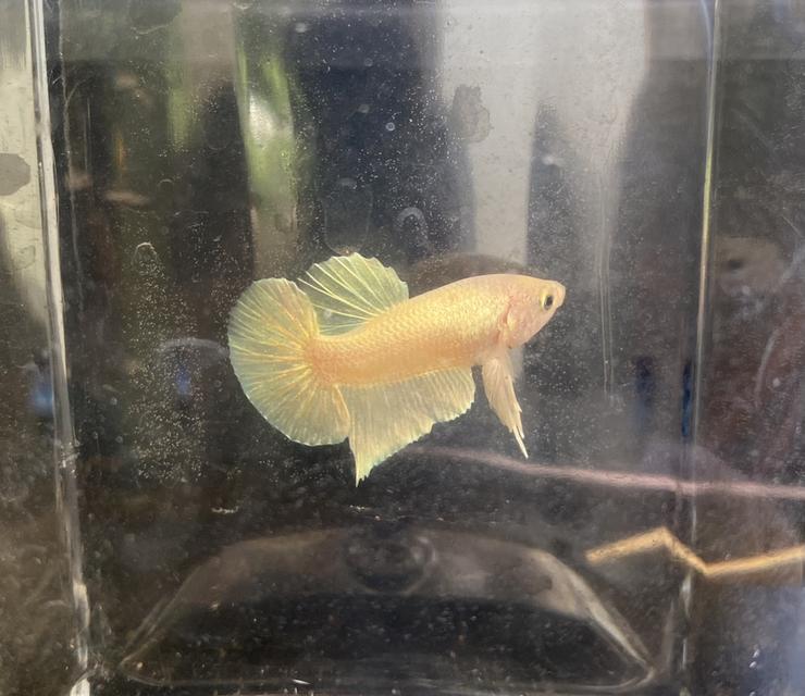 ปลากัดสวยงาม สีทอง เพศผู้ (Betta Gold Male) 4