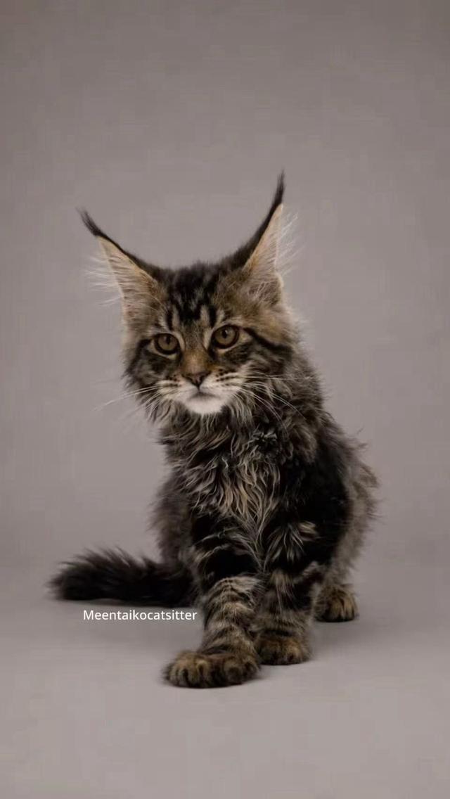 แมว พันธุ์ Maine Coon เพศผู้