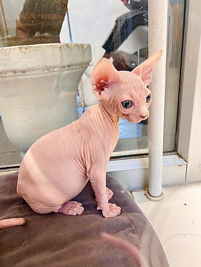 ลูกเเมวสฟิงซ์ตัวเมีย ขายาวหูตรง