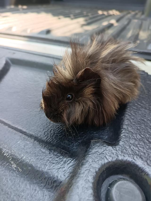 แกสบี้สายพันธุ์ขวัญ รูปย่อยที่ 3