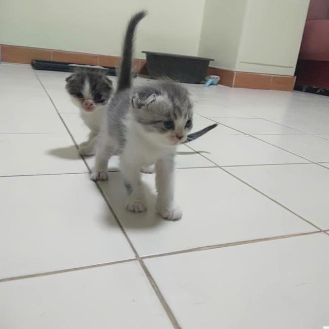 ขายลูกสก๊อตติด 5