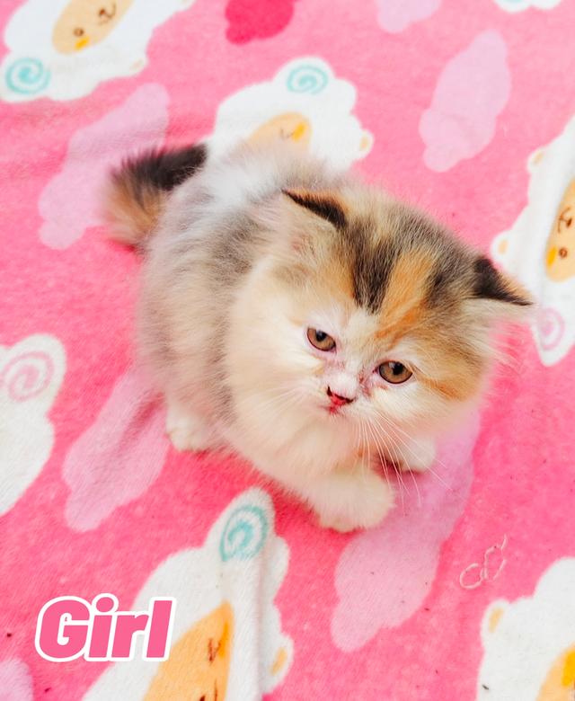 น้องเปอร์เซียพร้อมย้ายบ้านครับ 2