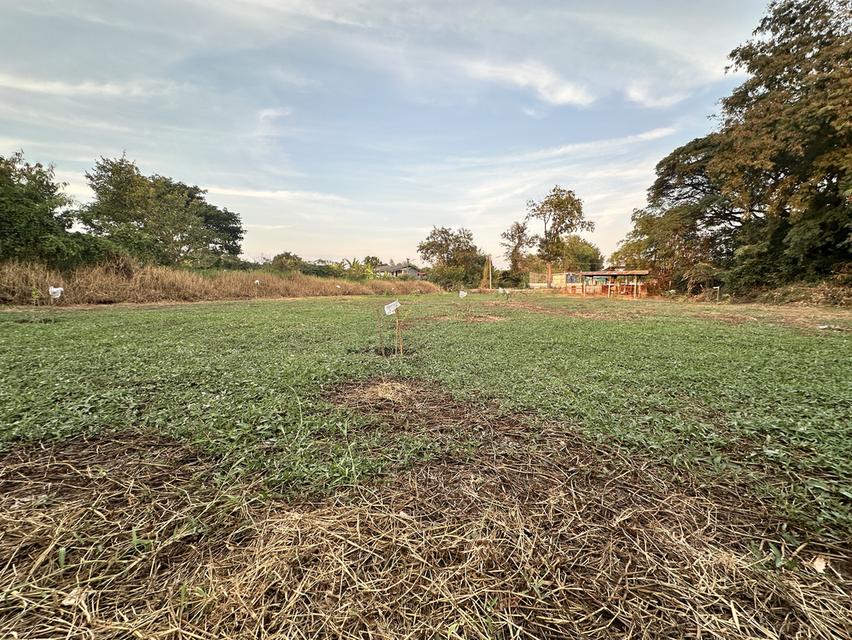 ขายที่ดิน 1 ไร่ (400 ตร.วา) ต.สวนพริก พระนครศรีอยุธยา 3