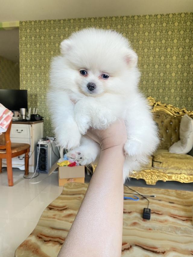 ปอมเมอรเนียนแท้ พร้อมส่ง 2