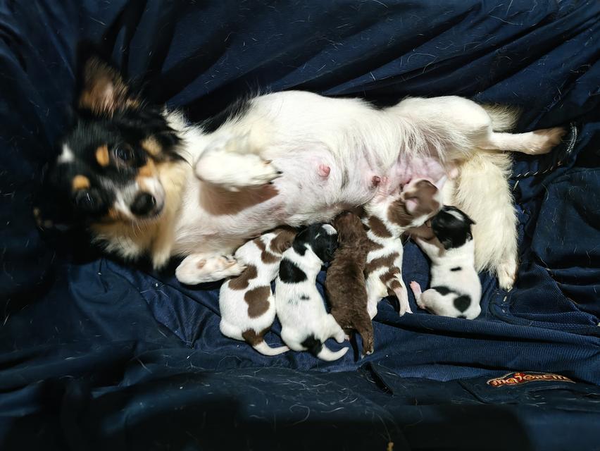 ขายลูกชิวาวา (ลูกหมาเลี้ยงบ้าน)