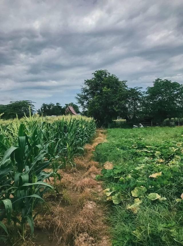 ขายที่ดินแม่ริม เชียงใหม่ 4