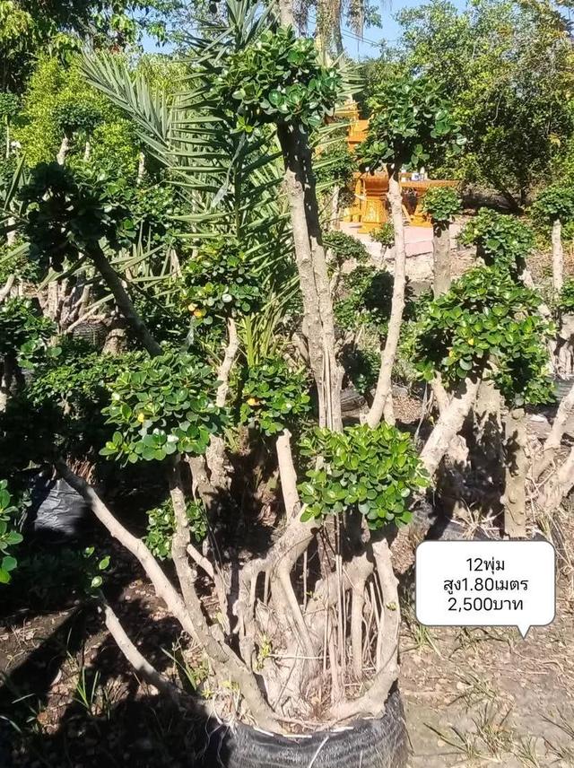 ไทรต่อยอดช้อนเงินช้อนทอง