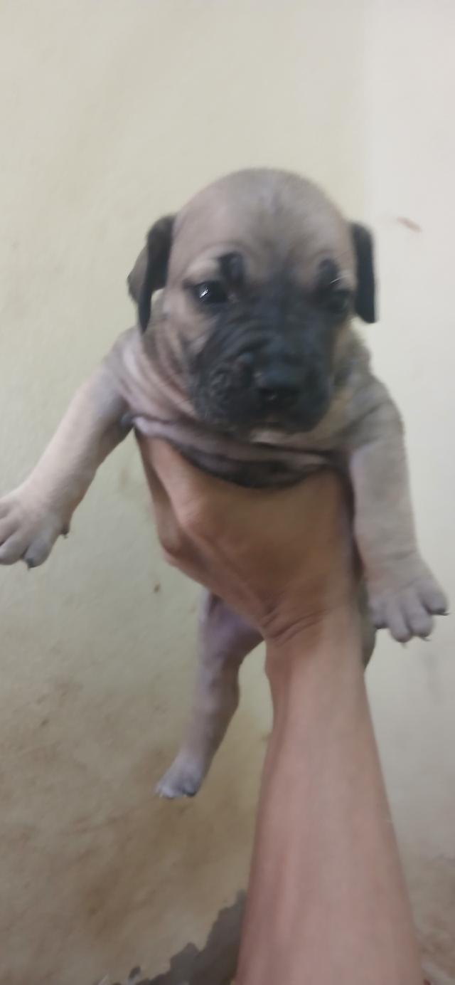พิทบูล แบนด็อก" (Pitbull Bandog รูปที่ 3