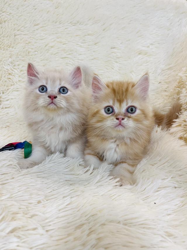 แมว เปอเซียสีส้ม ครีม🔥🔥🔥 รูปที่ 14