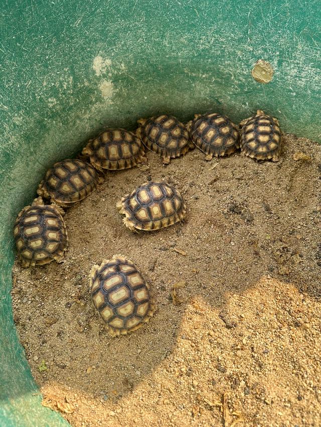 เต่าชูการ์ต้า  ไซส์ 3.5 นิ้ว