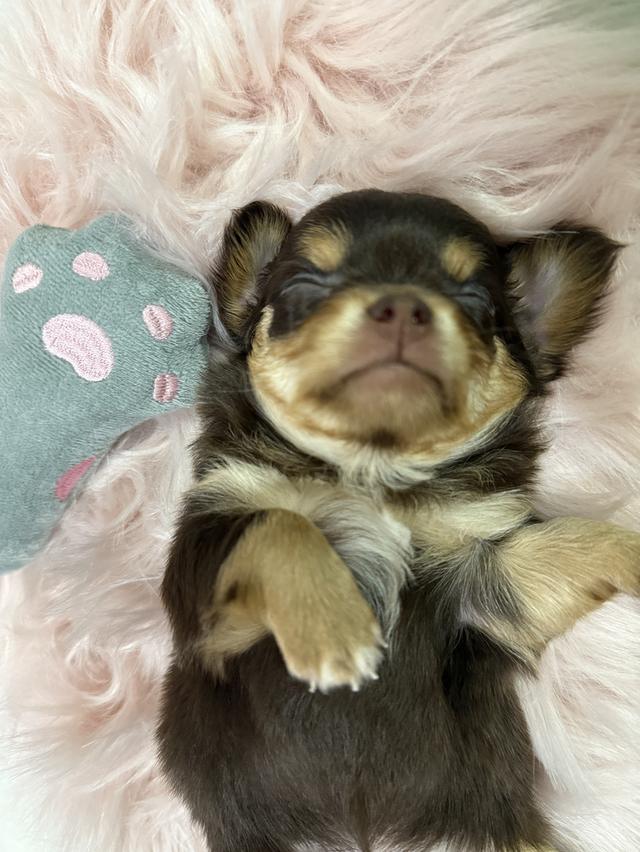 ชิวาวาจิ๋ว 9