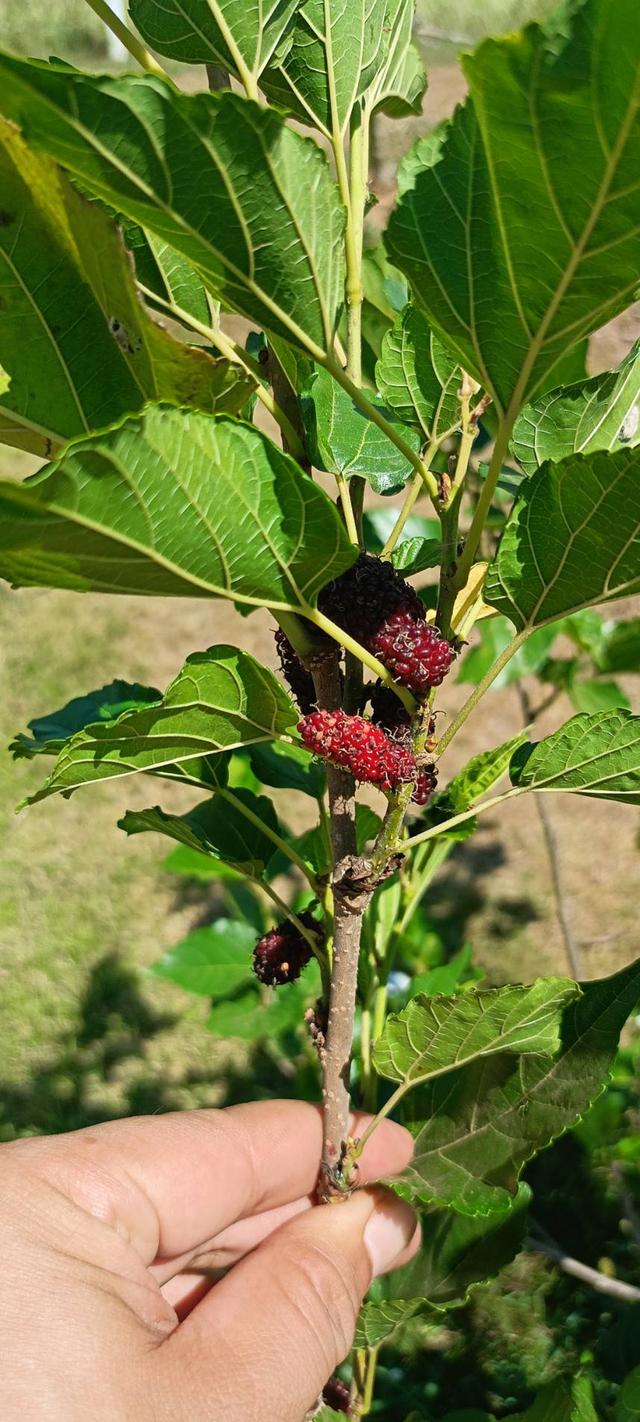 ที่ดินสไตล์ปลูกบ้านสวน รูปที่ 7