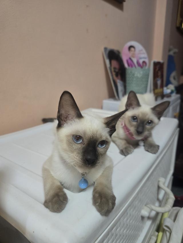 แมววิเชียรมาศพร้อมย้าย 11