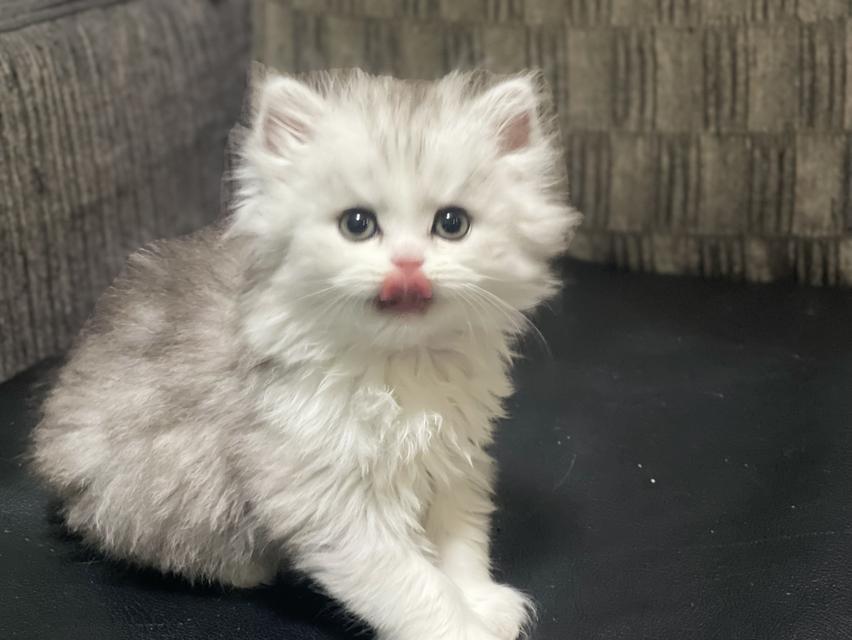 น้องหน้าขาว(เพศผู้)ลูกผสม 6