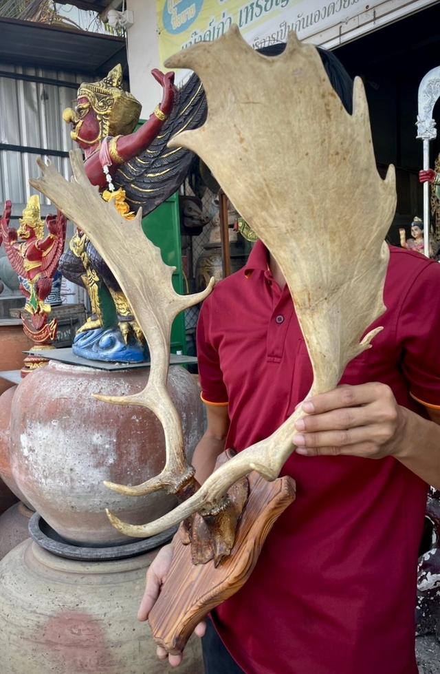 เขากวางแขวนผนัง เขากวางตกแต่งสถานที่ เขากวางเฟลโลว์ เขากวางแท้