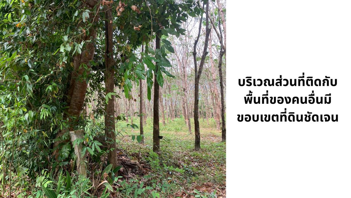 ที่ดินสวนปาล์ม 102 ไร่ 3 งาน 74 ตารางวา อ.กะเปอร์ จังหวัดระนอง 7