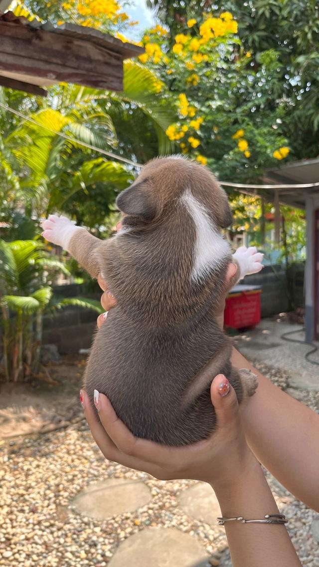 อเมริกันบูลลี่ เอ็กโซติก เพศผู้