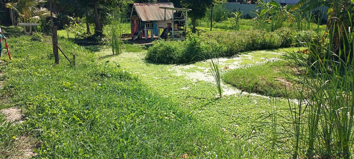 ขายที่ดินติดเทศบาลบางกรวย 16