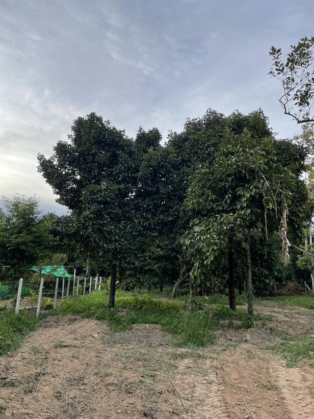 ขายที่ดิน 1 ไร่ ตะพง เมืองระยอง ติดถนนคอนกรีต ใกล้ตลาดผลไม้ตะพง ใกล้เมืองใช้ชีวิตอยู่ได้จริง เหมาะสำหรับอยู่ในวัยเกษียณ 11