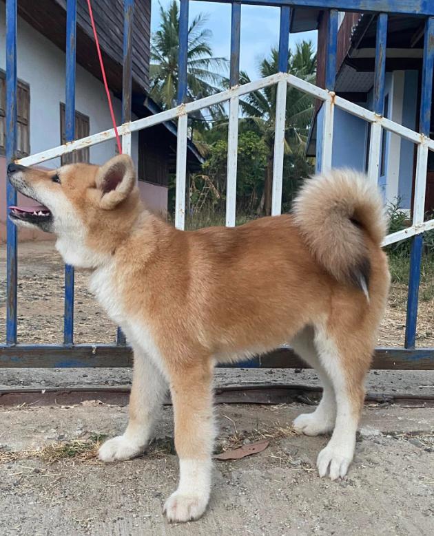 ขาย Dog Akita น่ารักสุดๆ 2