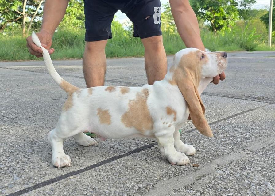 สัตว์เลี้ยงบาสเซ็ตฮาวด์ 7