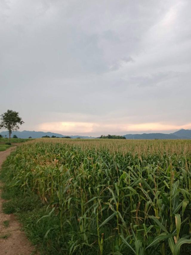 Land for sale in Thailand.1032rai of land 6