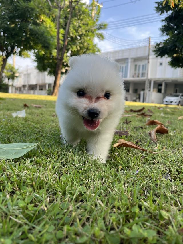 Japanese Spitz (สุนัขพันธุ์สปิตซ์ญี่ปุ่น) 13